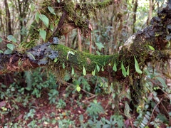Utricularia jamesoniana