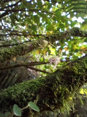 Utricularia jamesoniana