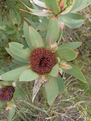 Leucadendron sessile