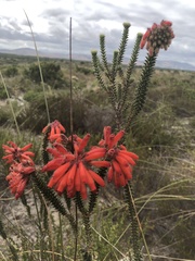 Erica cerinthoides cerinthoides