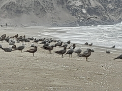 Leucophaeus modestus