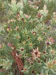Leucadendron sessile