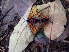 Gymnelia salvini