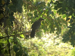 Saltator coerulescens