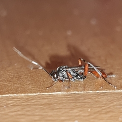 Pimpla rufipes