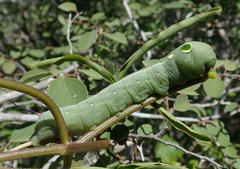 Hippotion celerio