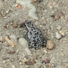 Sclerophrys capensis