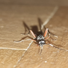 Pimpla rufipes