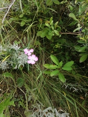 Dianthus campestris
