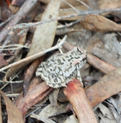 Sclerophrys capensis