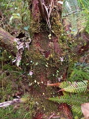 Utricularia jamesoniana