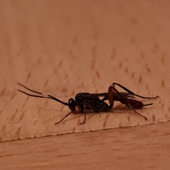 Pimpla rufipes