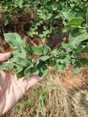 Afrocanthium gilfillanii