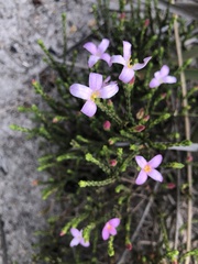 Lachnaea