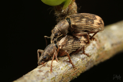 Polydrusus tereticollis