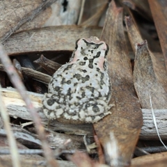 Sclerophrys capensis
