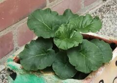 Brassica oleracea