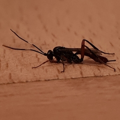 Pimpla rufipes