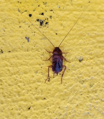 Periplaneta fuliginosa