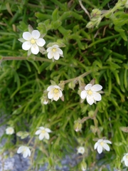 Spergula arvensis
