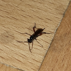 Pimpla rufipes