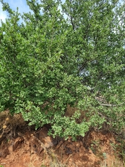 Afrocanthium gilfillanii