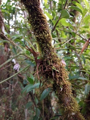 Utricularia jamesoniana