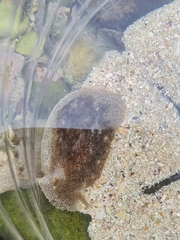 Pleurobranchaea bubala