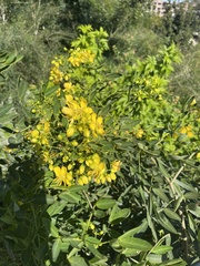 Senna corymbosa