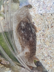 Pleurobranchaea bubala