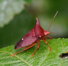 Taurocerus edessoides