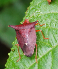 Taurocerus edessoides