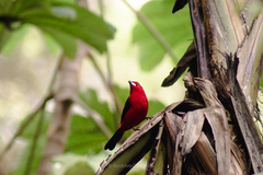 Ramphocelus bresilius