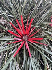 Fascicularia