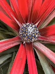 Fascicularia