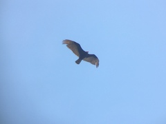 Cathartes burrovianus