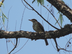 Myiodynastes maculatus