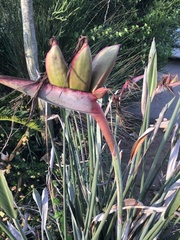 Strelitzia juncea