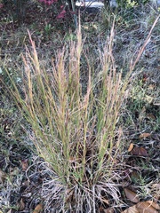 Andropogon