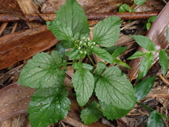 Dichrocephala integrifolia
