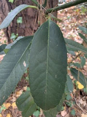 Photinia serratifolia