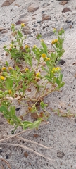 Senecio maritimus