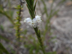Struthiola dodecandra