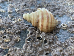 Neptunea decemcostata