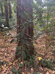 Photinia serratifolia