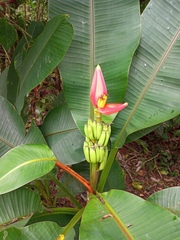 Musa laterita