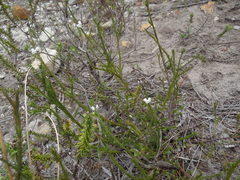 Struthiola dodecandra