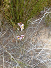 Ixia scillaris