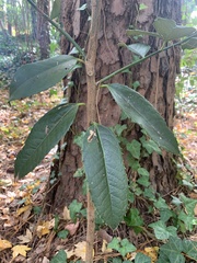 Photinia serratifolia