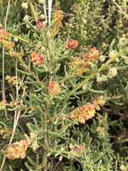 Tetragonia